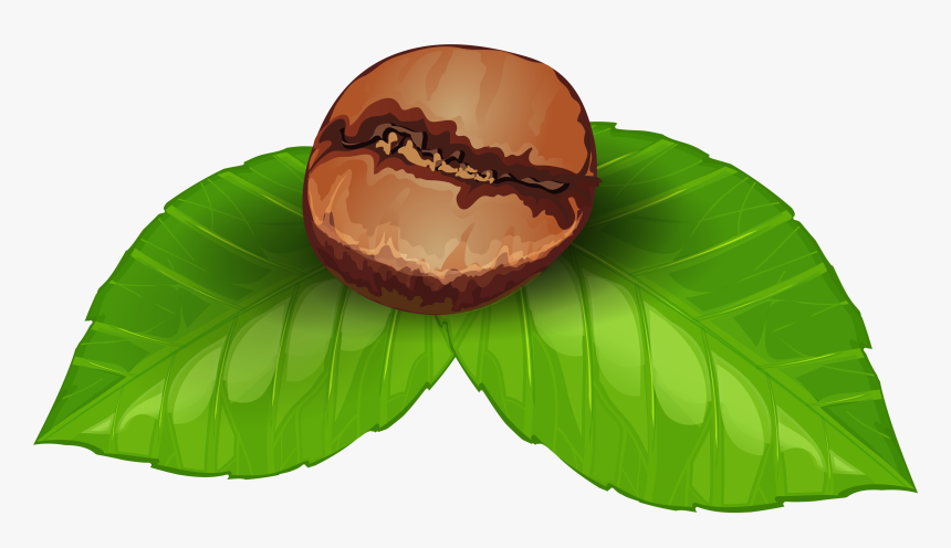 Coffee Plant Clipart Palnt, HD Png Download