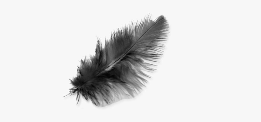 Feather Black Png Transparent Image, Png Download