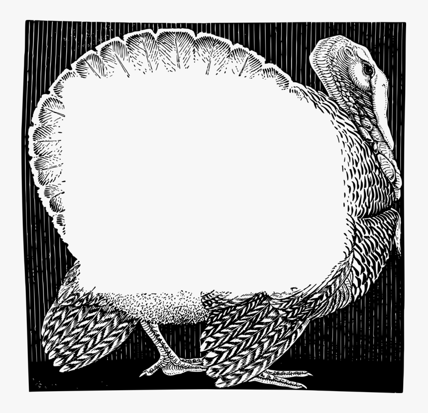 Picture Frame,visual Arts,feather, HD Png Download