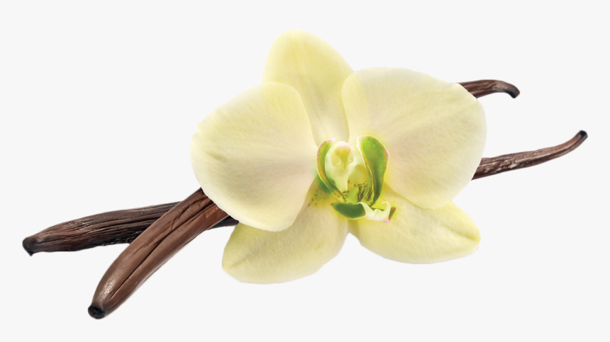 Vanilla Bean Png, Transparent Png