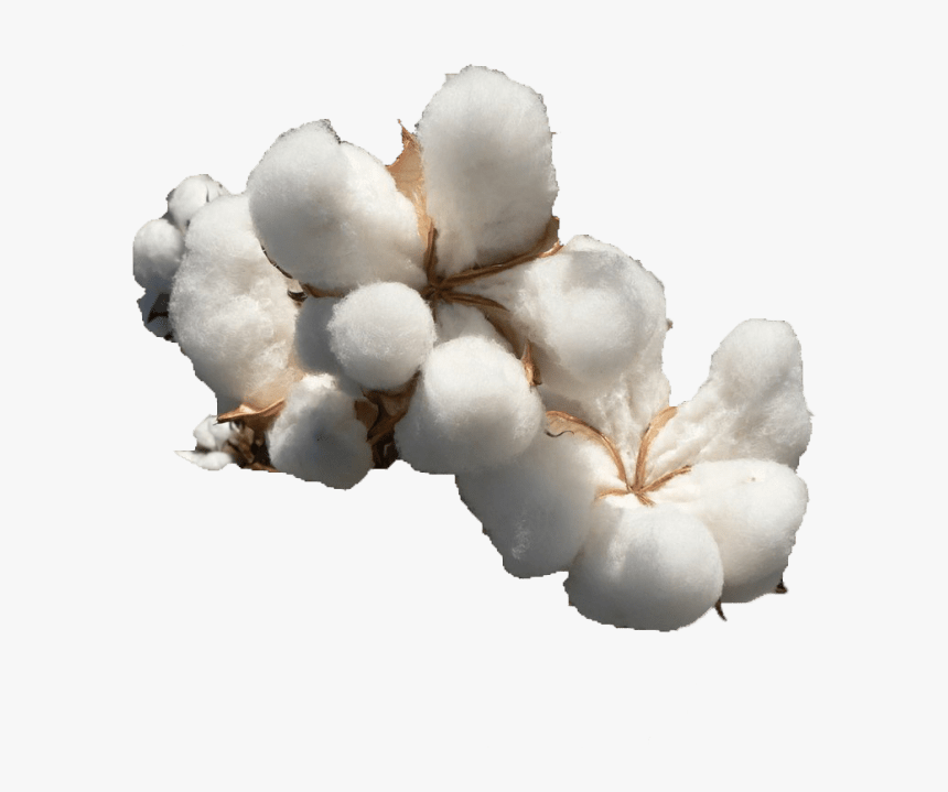 Cotton Transparent Image, HD Png Download