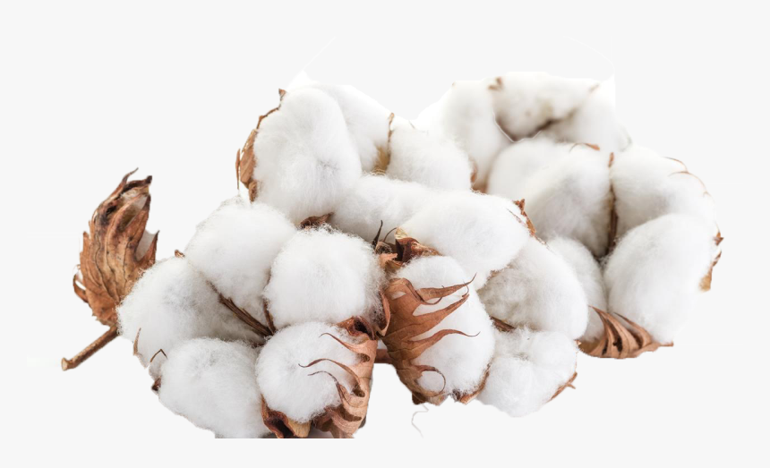 Cotton Transparent File, HD Png Download