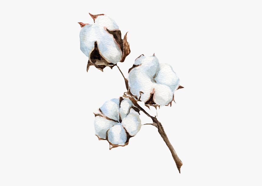 Cotton Png Background Image, Transparent Png