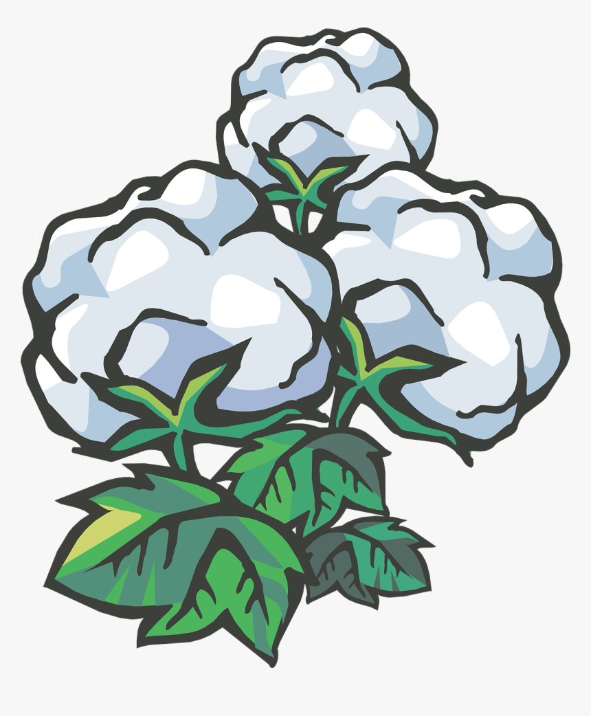 Cotton, Cotton Ball, Cotton Plant, HD Png Download