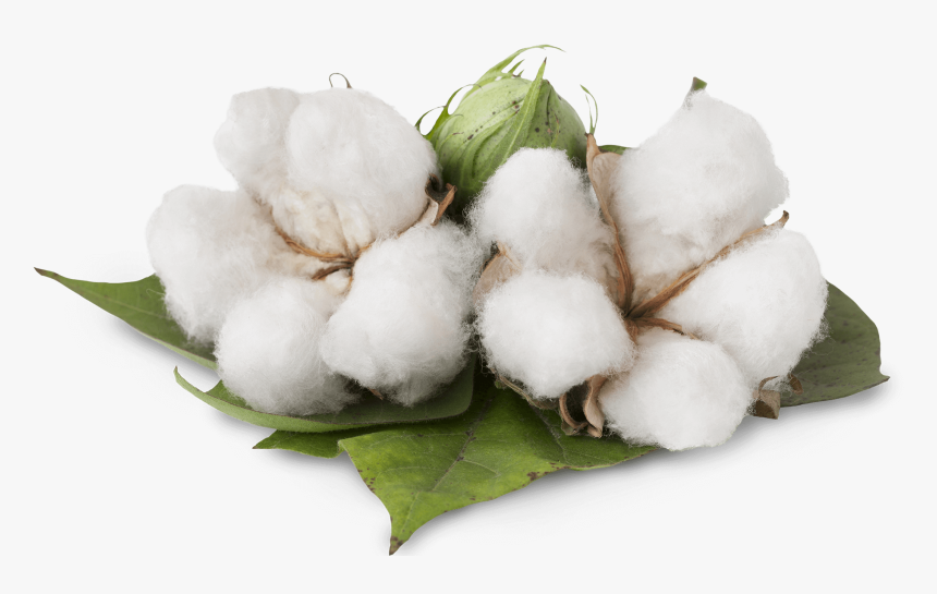 Benefits Of Cotton Plant , Png Download, Transparent Png