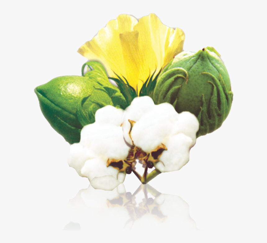 Clip Art Seed Fuzzy Jullundur Group, HD Png Download