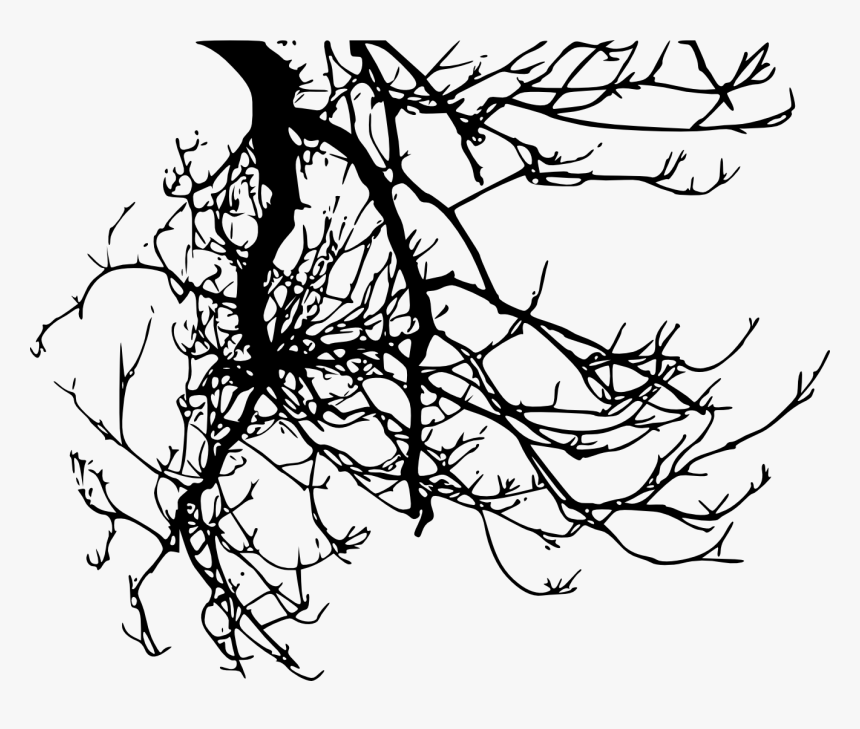 Transparent Tree Branch Clipart Black And White, HD Png Download