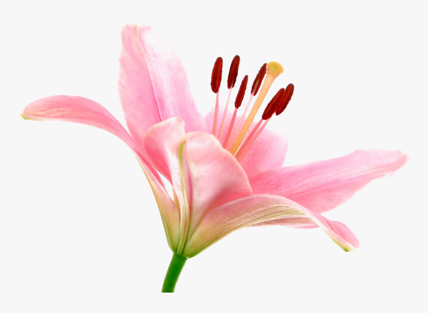 Pink Lily Png Transparent Image, Png Download