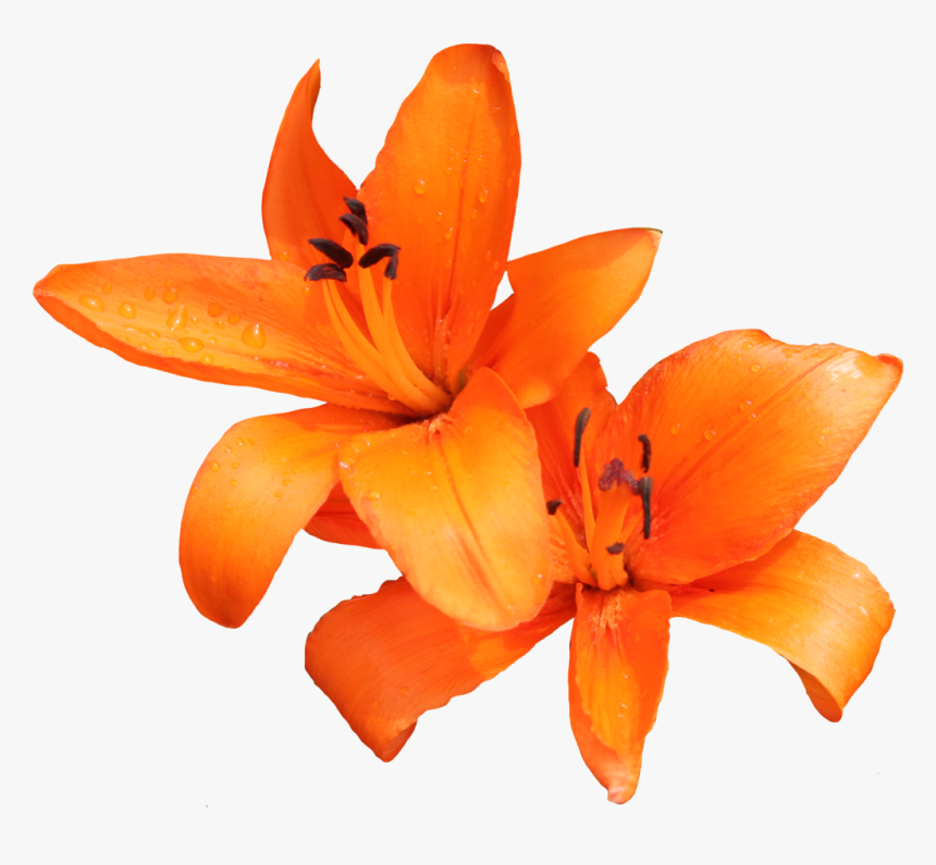 Download Lily Png Photo, Transparent Png