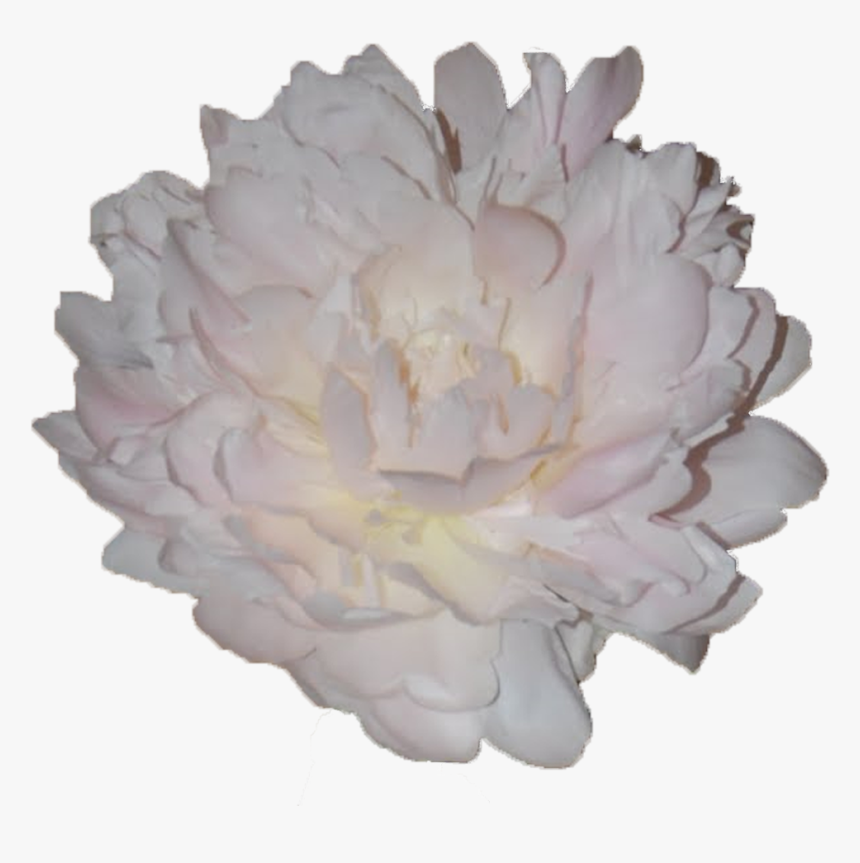 Cotton Png, Transparent Png