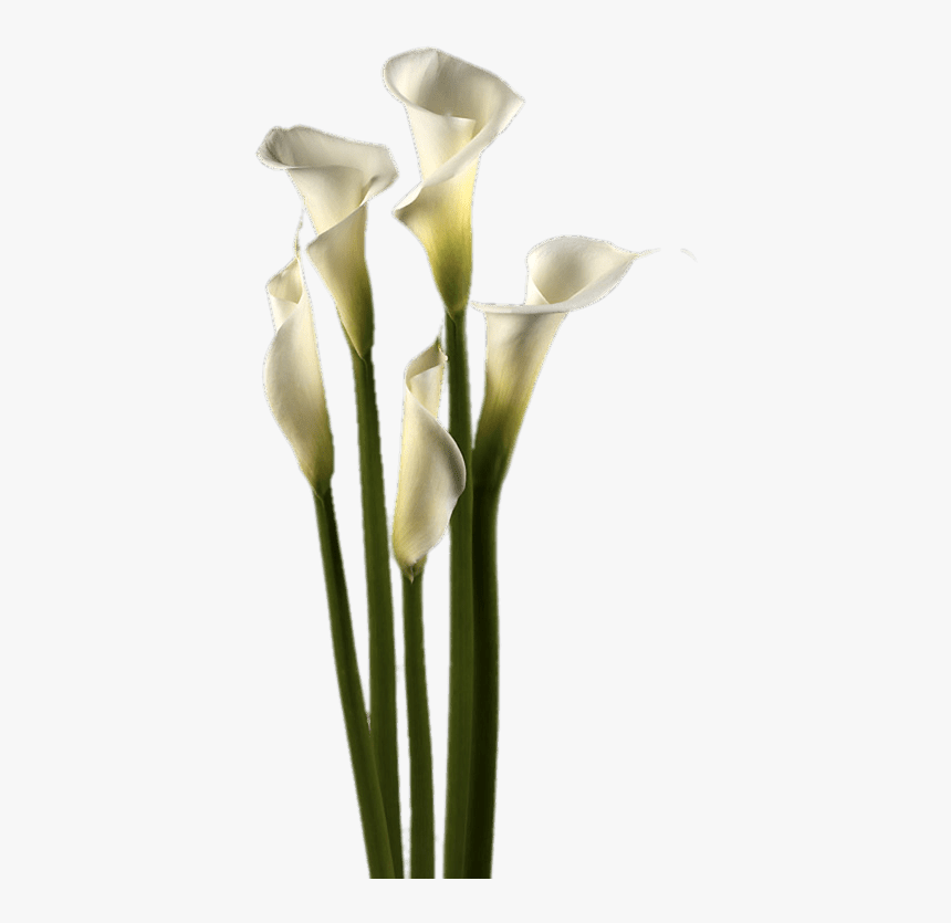 White Calla Lilies, HD Png Download