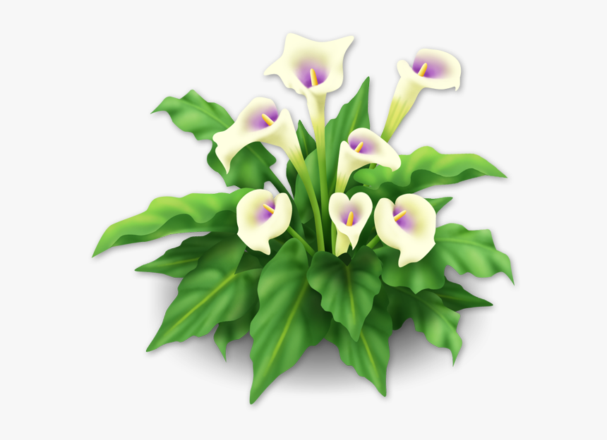 White Lilies, HD Png Download