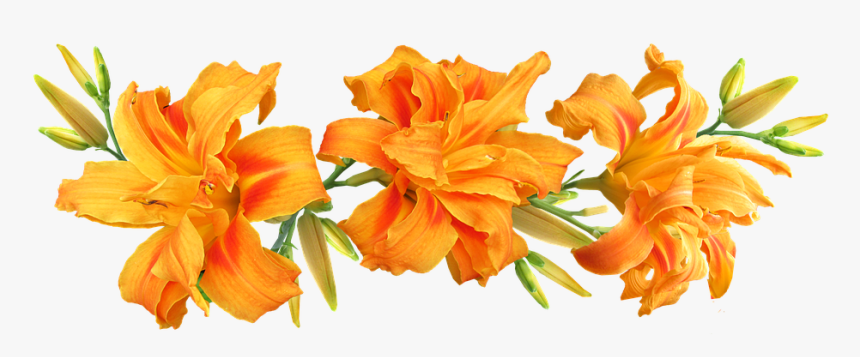 Day Lilies, Flowers, Arrangement, Summer, HD Png Download
