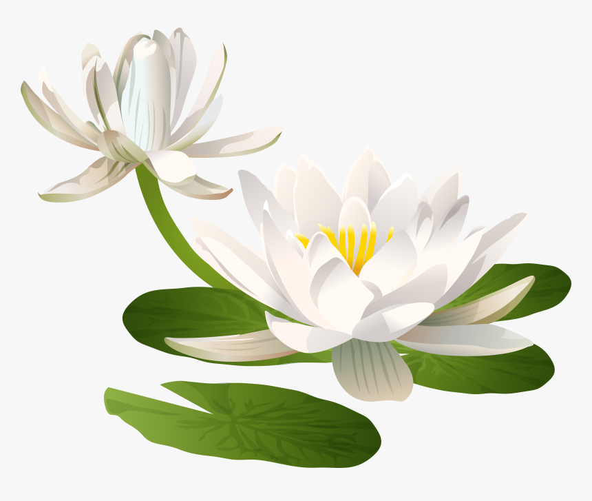 Water Lily Png Clip Art Image, Transparent Png