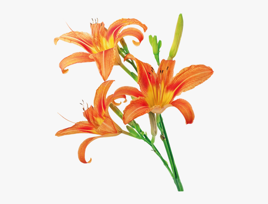 Orange-lily, HD Png Download
