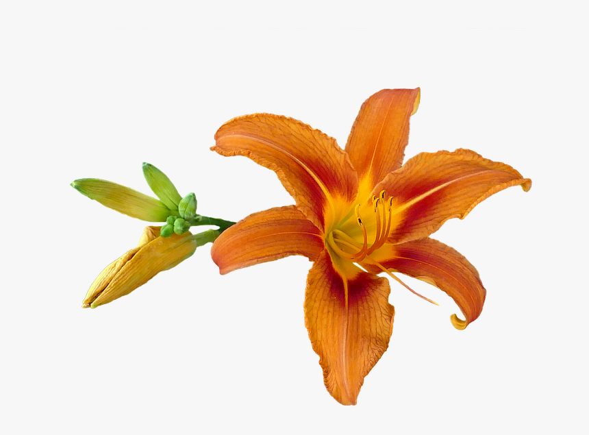 Orange Lily Png, Transparent Png