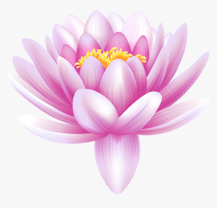 Download Water Lily Png Photos, Transparent Png
