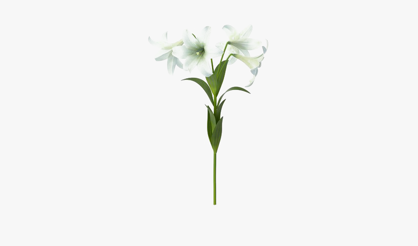 Lily Png Background Image, Transparent Png