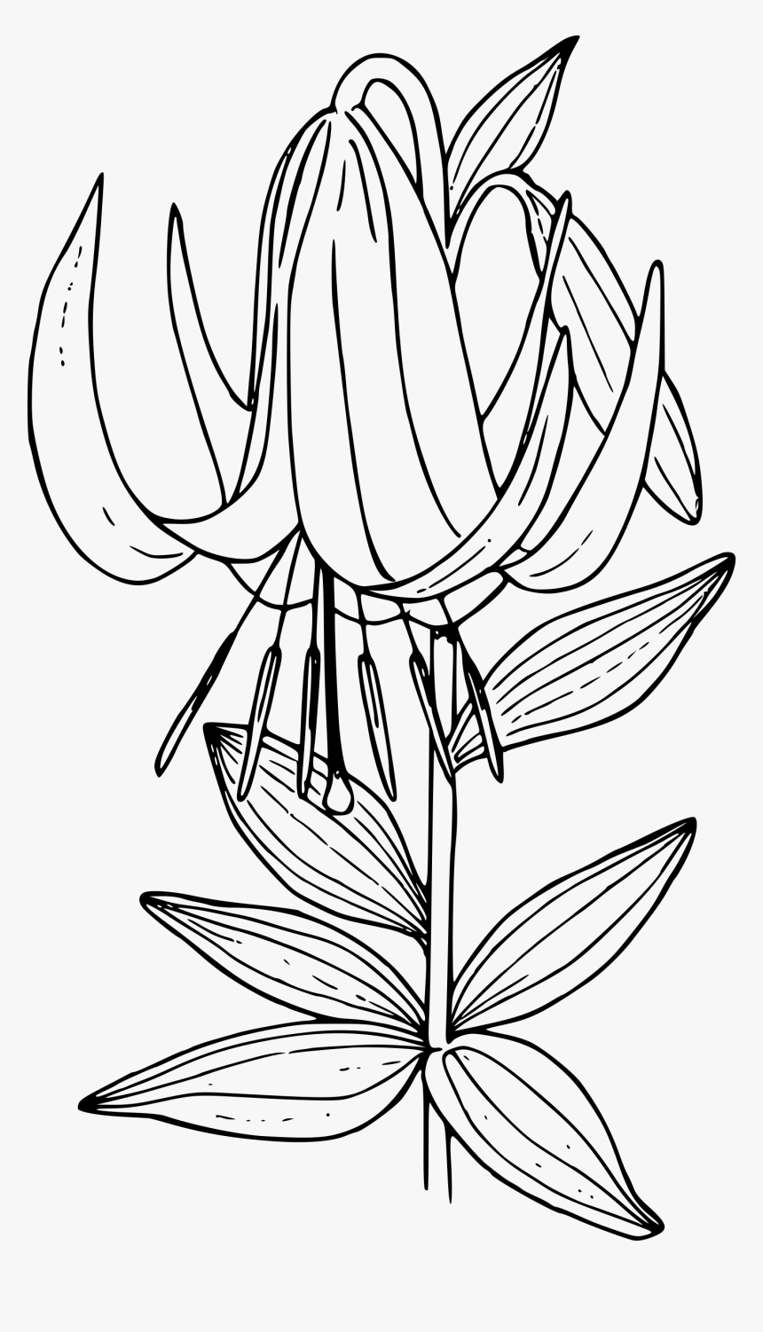 Washington Lily Clip Arts, HD Png Download
