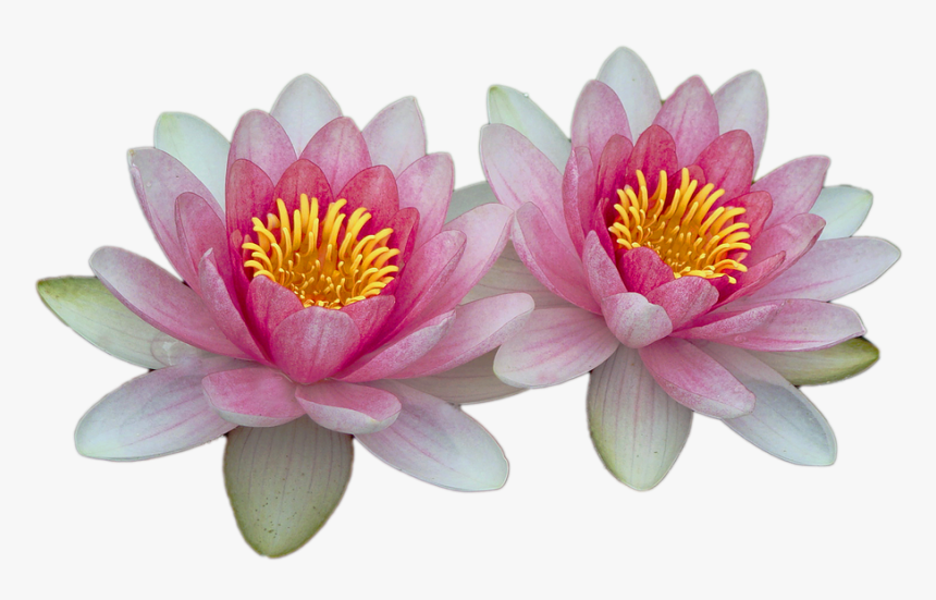 Water Lilies Png Image, Transparent Png