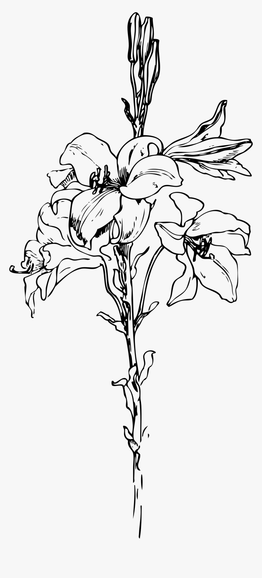Lily Clip Arts, HD Png Download