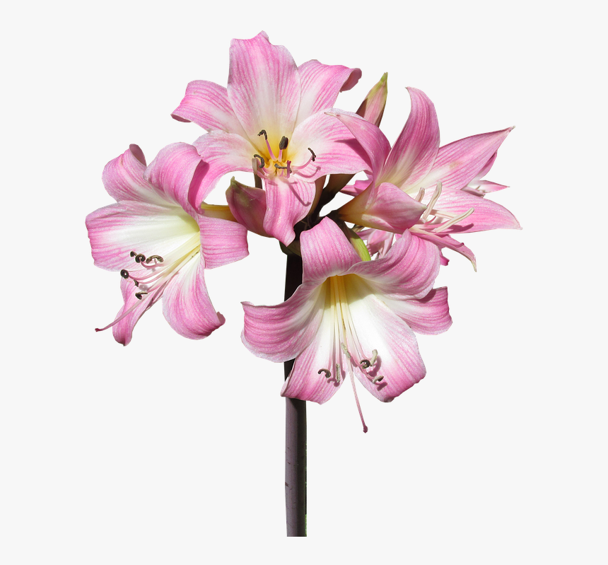 Belladonna, Lily, Flower, Summer, Bloom, HD Png Download