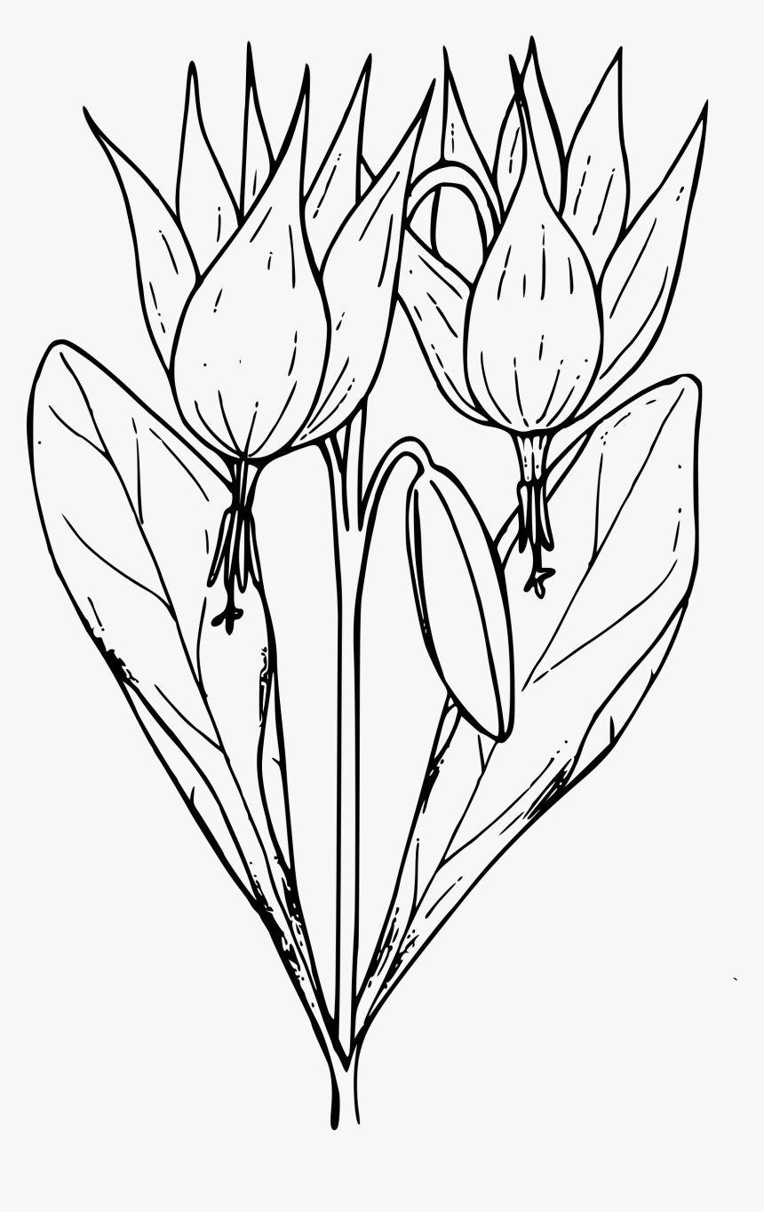Trout Lily Clip Arts, HD Png Download