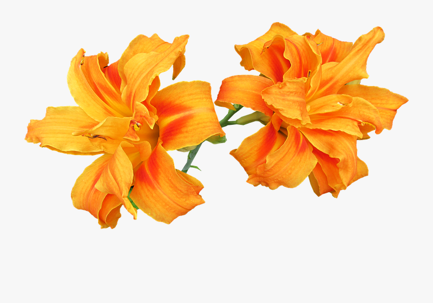 Orange Lily Png, Transparent Png