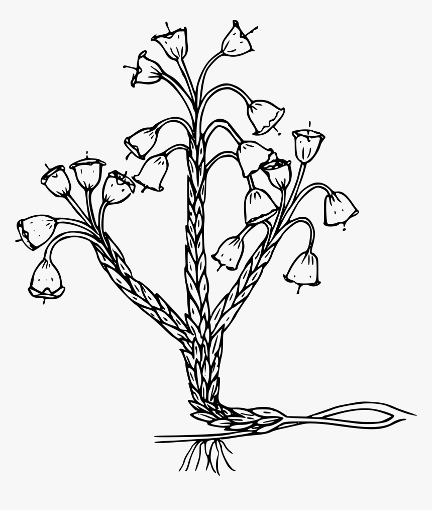 Merten S Mountain Lily Clip Arts, HD Png Download