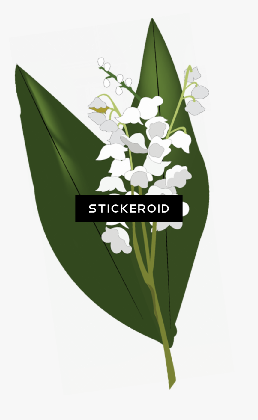 Lily Of The Valley Hd Flowers Nature, HD Png Download