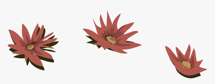 Lily Png, Transparent Png