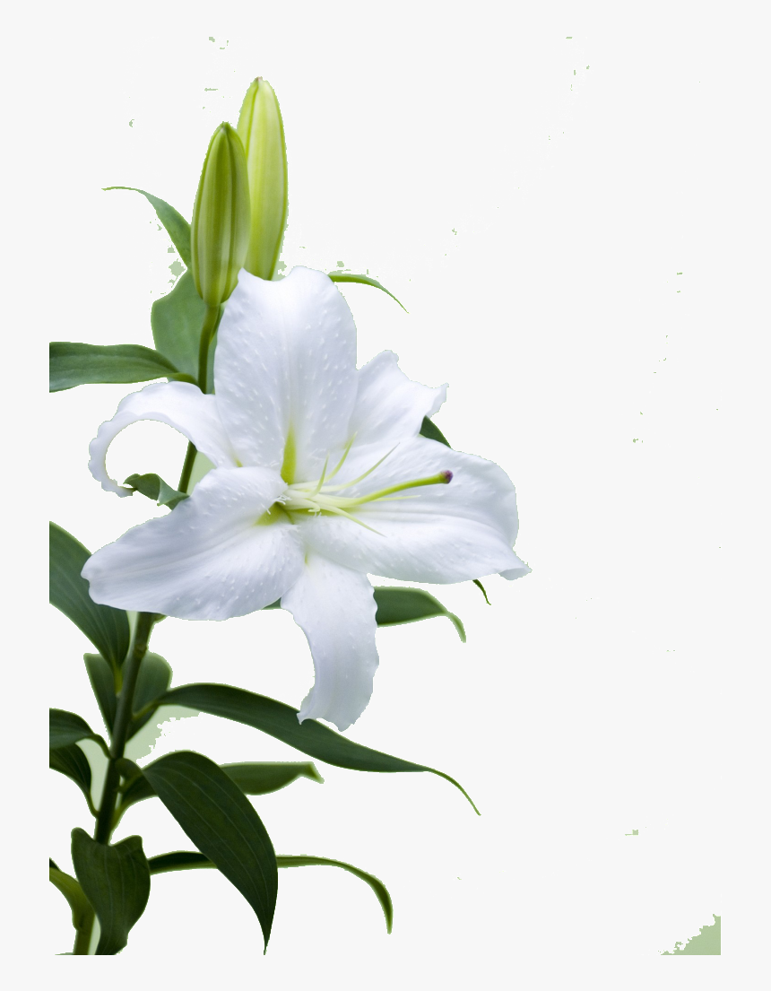 This Product Design Is Hd Lily Flower Free Illustration, HD Png Download