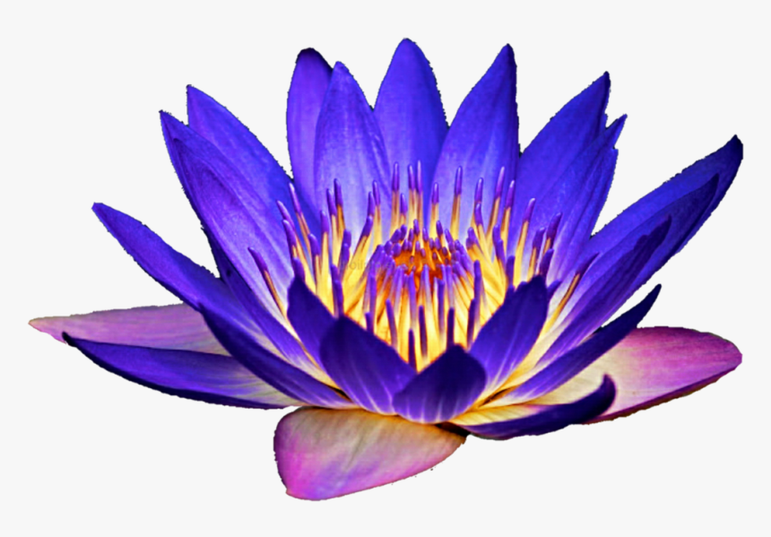 Download At Getdrawings Seeds, HD Png Download