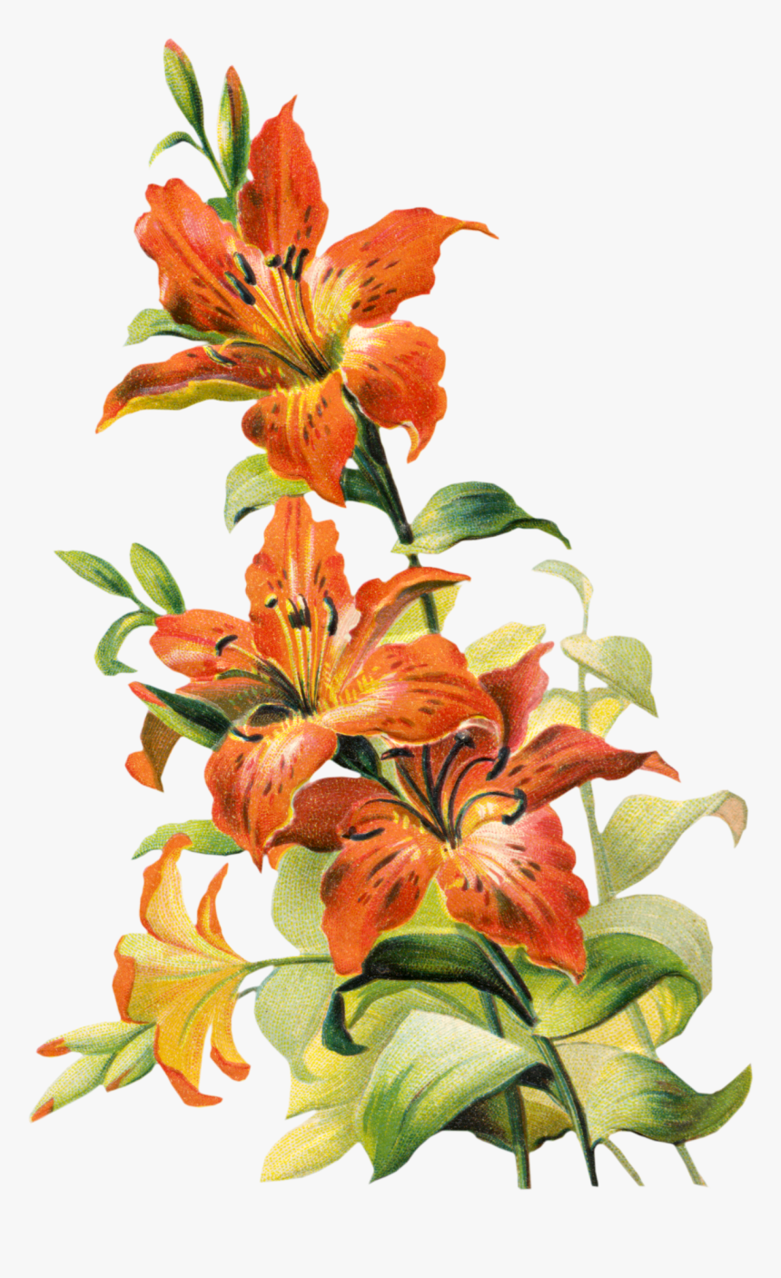 Lily Clipart Watercolor, HD Png Download