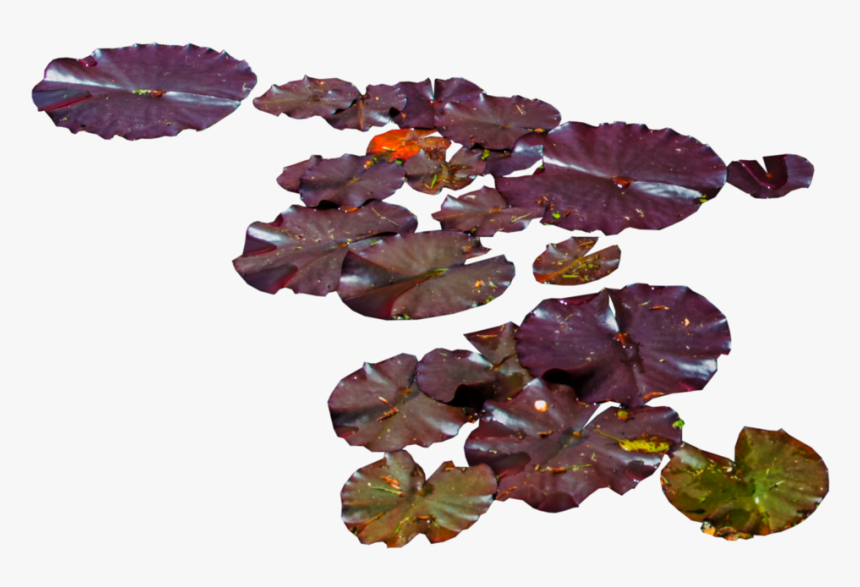 Transparent Water Lily Clipart, HD Png Download