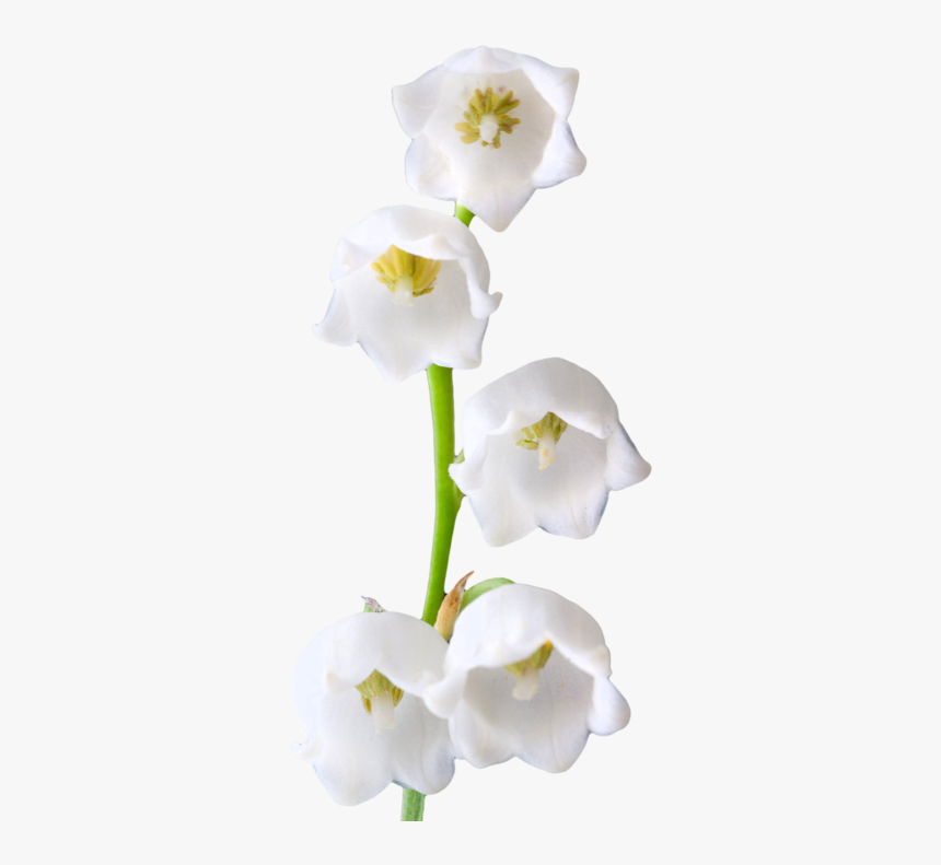 Lily Of The Valley Png Photos, Transparent Png