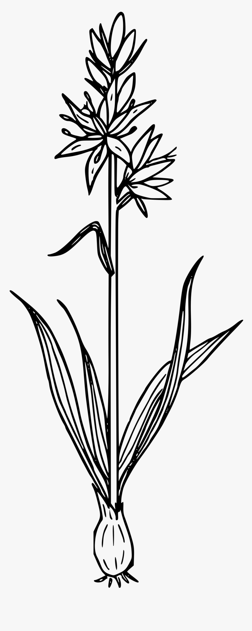 Camas Lily Clip Arts, HD Png Download