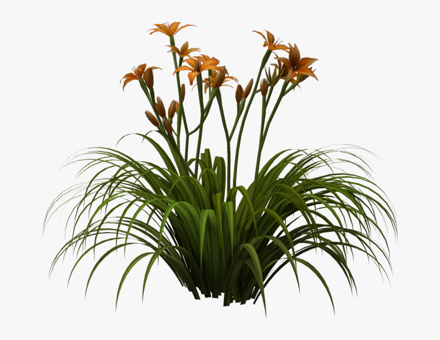 Lily Png, Transparent Png