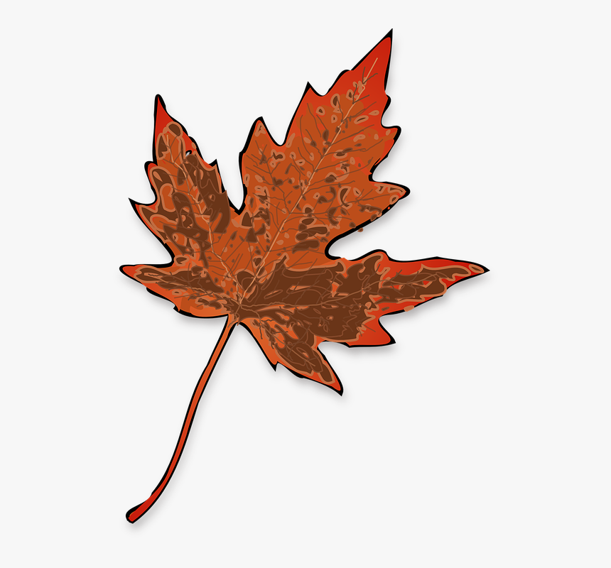 Maple, Leaf, Fall, Yellow, Brown, Decay, Nature, Autumn, HD Png Download