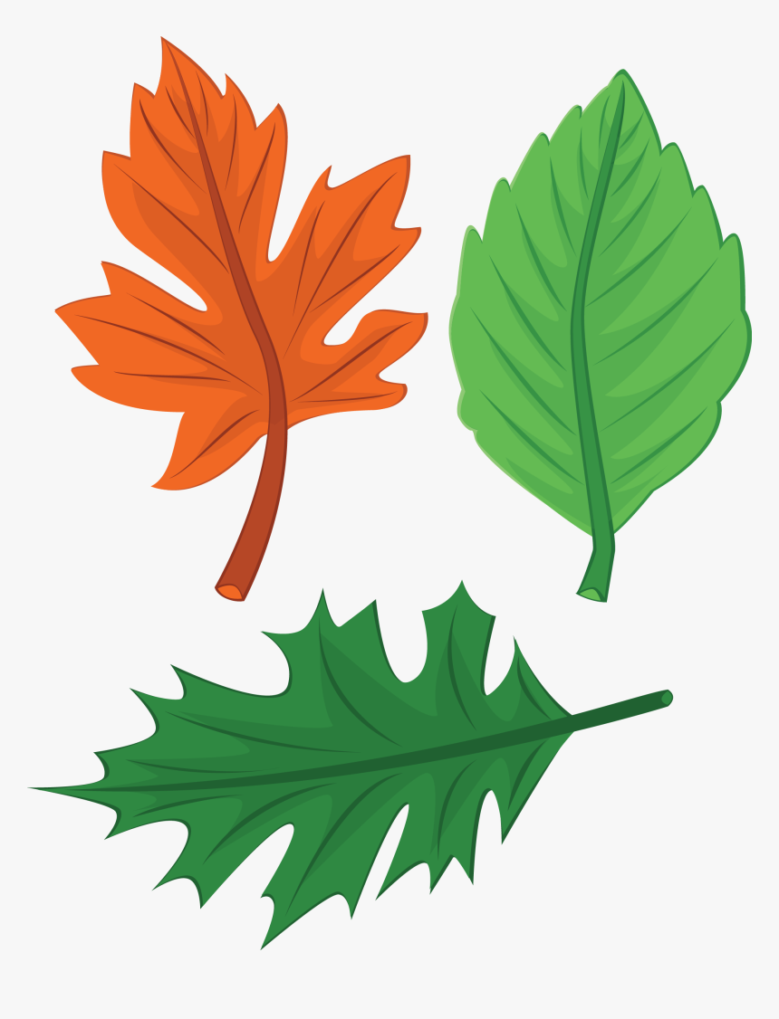 Thanksgiving Leaves Png, Transparent Png