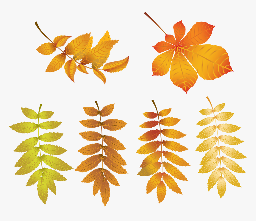Transparent Tree Leaves Png, Png Download