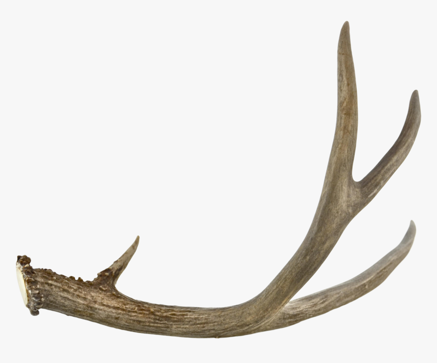 Antlers Png Download, Transparent Png