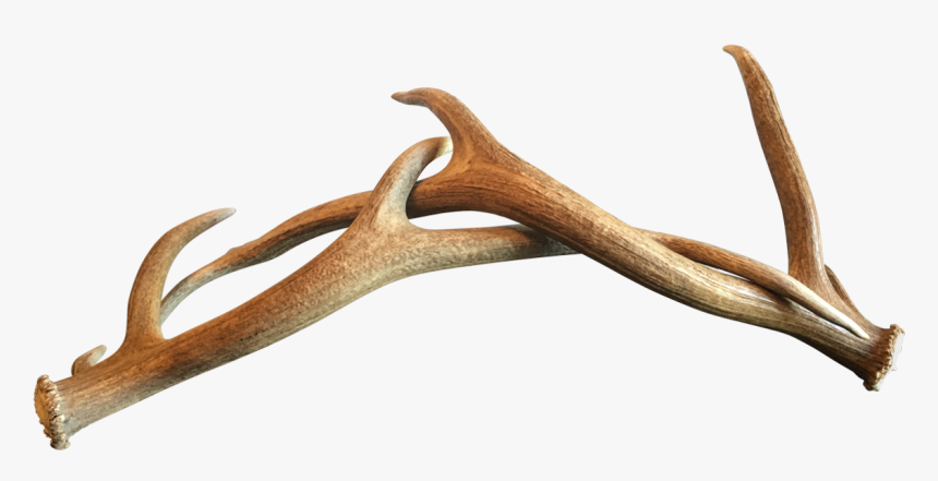 Deer Antler Horn Wood, HD Png Download