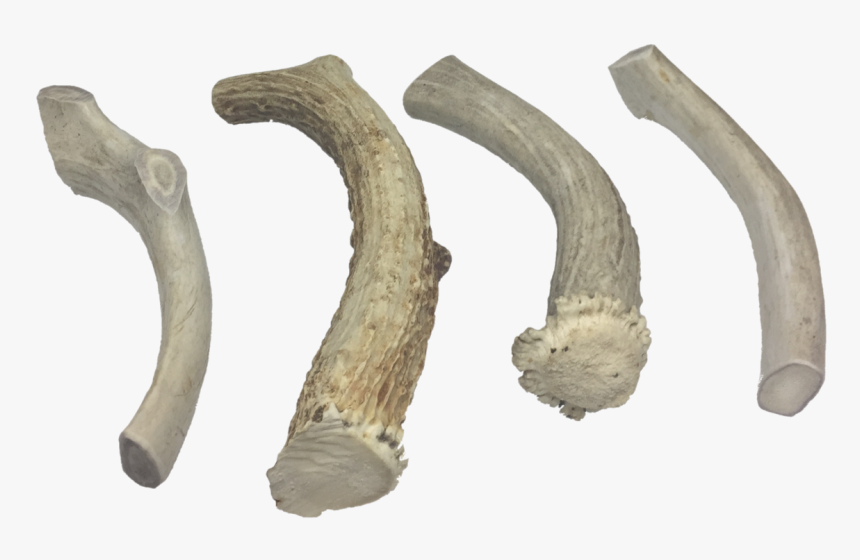 Deer, HD Png Download