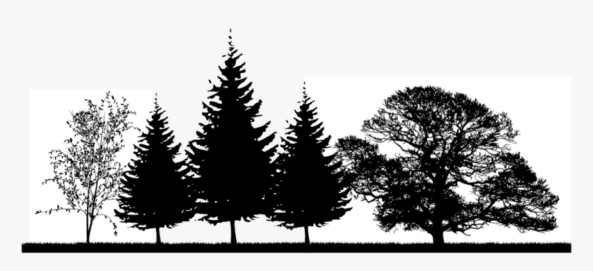 Pine Trees Png, Transparent Png