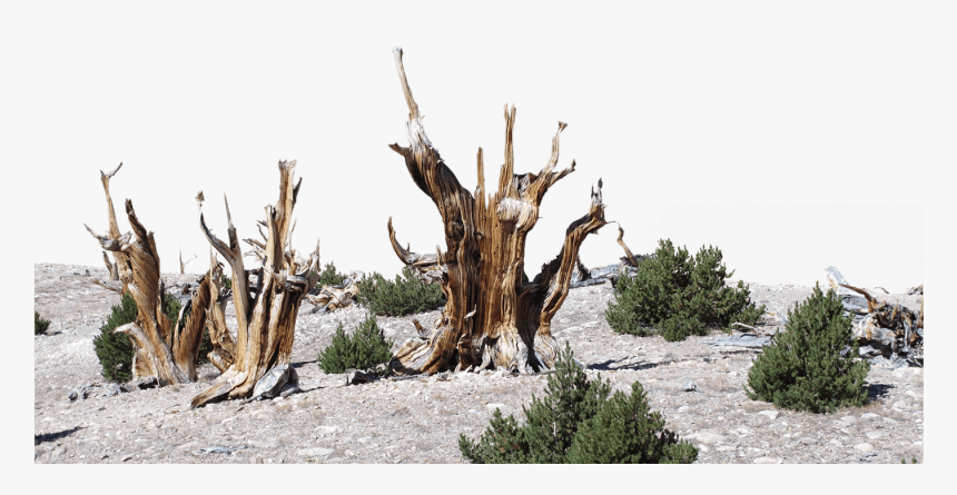 Dead Bristlecone Pines Stand Among Limber Pine Trees, HD Png Download