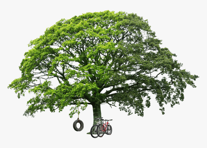 Pine Trees Png, Transparent Png