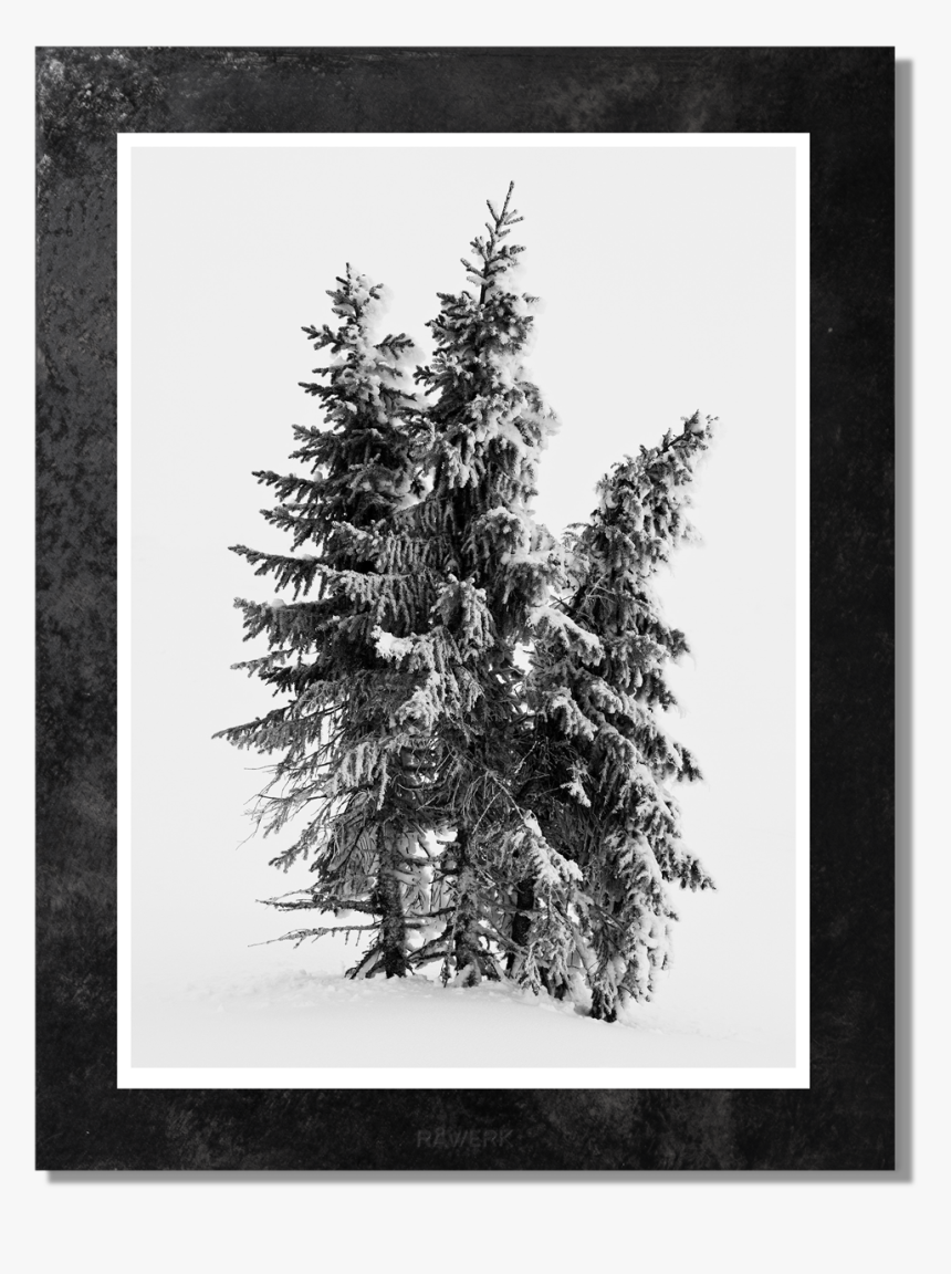 Pine Trees Png, Transparent Png