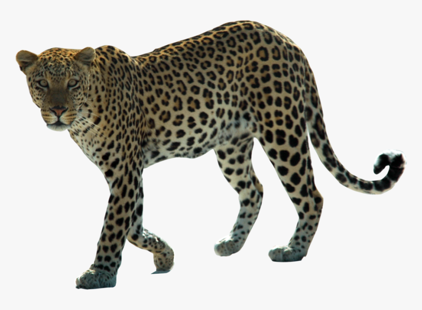 Snow Leopard Arabian Leopard African Leopard Felidae, HD Png Download
