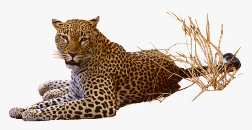 Download Leopard Png Pic, Transparent Png